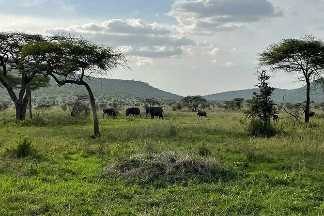 8-Day Private Safari in Kenya and Tanzania Tour - Booking and Cancellation Policy