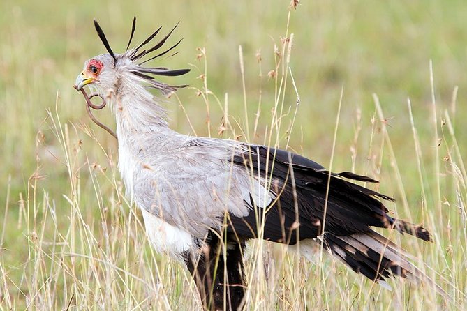 8 Days, 7 Nights Masai Mara, Lake Nakuru, Lake Naivasha, Samburu And Aberdares - Pricing and Booking Information