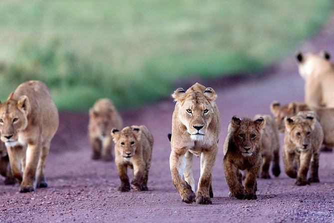 8 Days Budget Camping Tanzania - What To Expect During the Tour