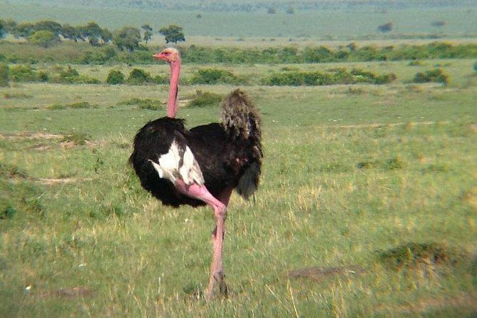 8 Days Flamingoes & Wildlife Safari - What To Expect During the Safari