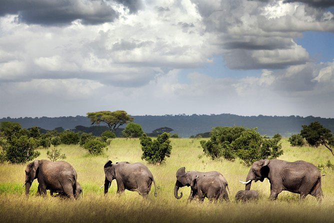 8 Days Tanzania Southern Circuit Safari - Booking Information