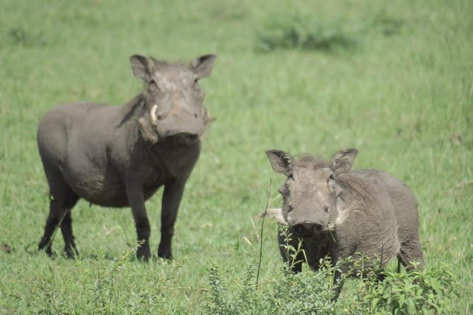 9-Day Cruise Kenya Safari With DALA (Customisable) - Transportation and Group Size