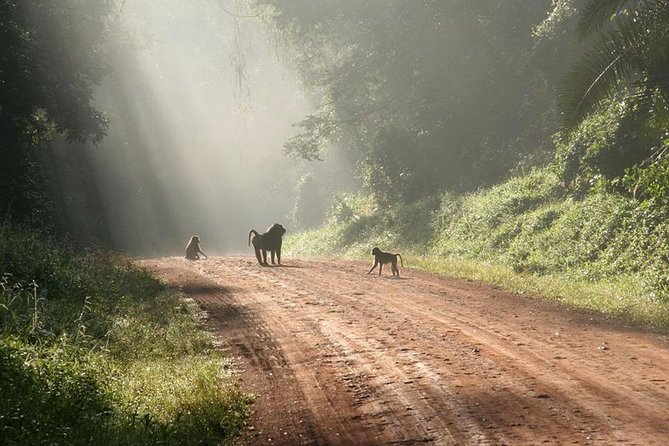 9-Day Uganda Primates - Lions & so Much More (Midrange) - Packing List