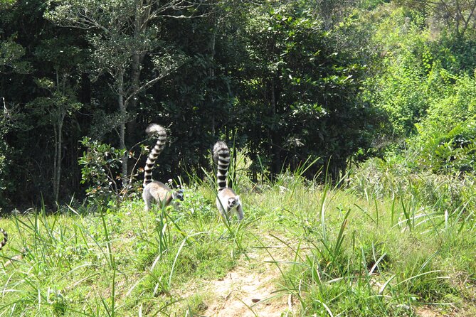 9 Days East of Madagascar Tour - Meeting and Pickup Information