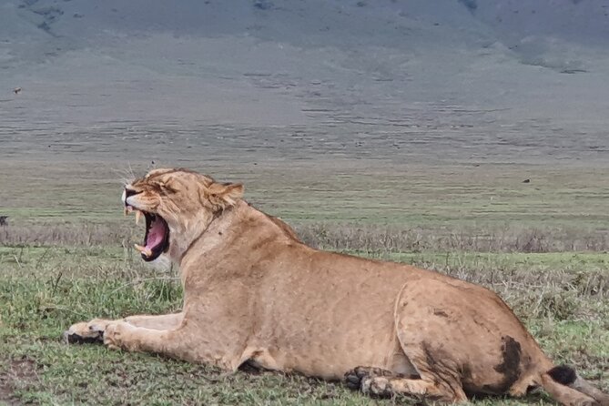 9 Days Private Serengeti Wildebeest Migration Safari - Booking Information