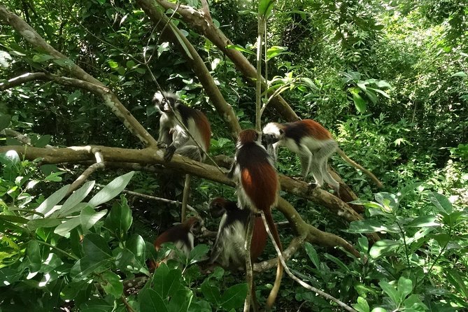A Half Day Private Tour To Jozani Forest - Booking Information and Guarantee