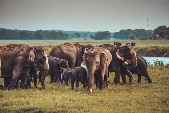 Afternoon Safari to Kaudulla National Park - The Sum Up
