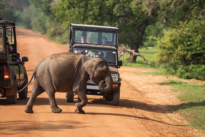 Afternoon Safari to Wilpattu National Park - Price and Booking