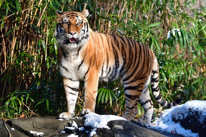 Agra, Jaipur & Ranthambhore Private Wildlife Tiger Safari 5-Days Tour From Delhi - Transportation and Guides