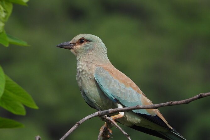 Amagarh Leopard Reserve of Jaipur - Inclusions