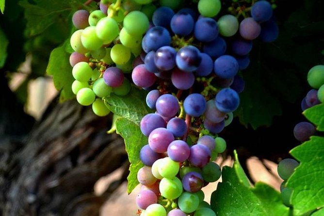 Ancient Ephesus Private Tour With Wine Tasting From Kusadasi - The Sum Up