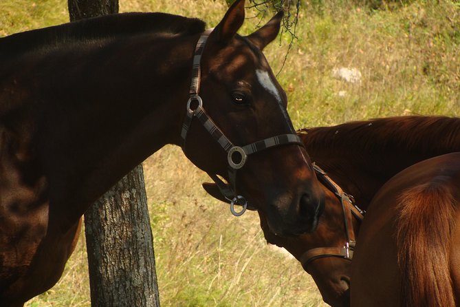 Ancient Roman Horseback Riding Experience - Confirmation and Payment