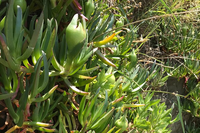 Ancient Wine Cities: Montalcino, San Gimignano and Chianti - Accessibility and Participation