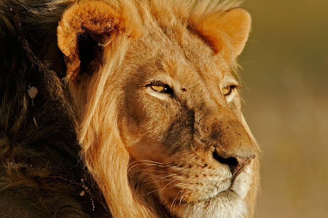 Aquila Safari Full Day Tour With Fairview Wine Tasting - Accessibility Information
