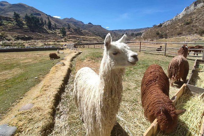 Arequipa and Colca Luxury 4 Days and 3 Nights - Important Considerations