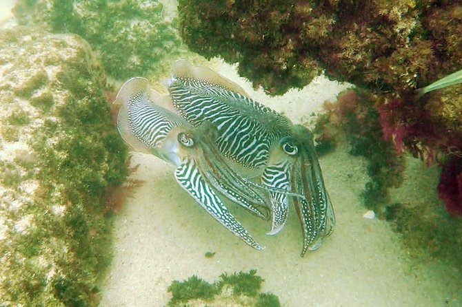 Arrábida Snorkeling & Wine - Tour Logistics