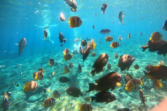 Bali Nusa Penida Day Tour and Private Snorkelling With 4 Spot - Pricing and Booking