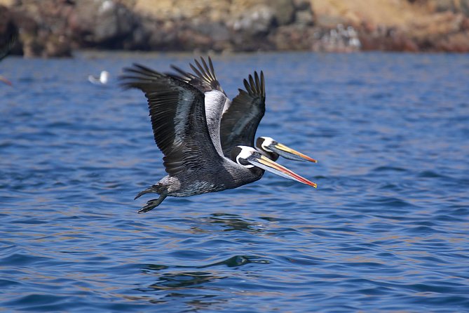 Ballestas Islands Private Tour - Booking Your Private Experience