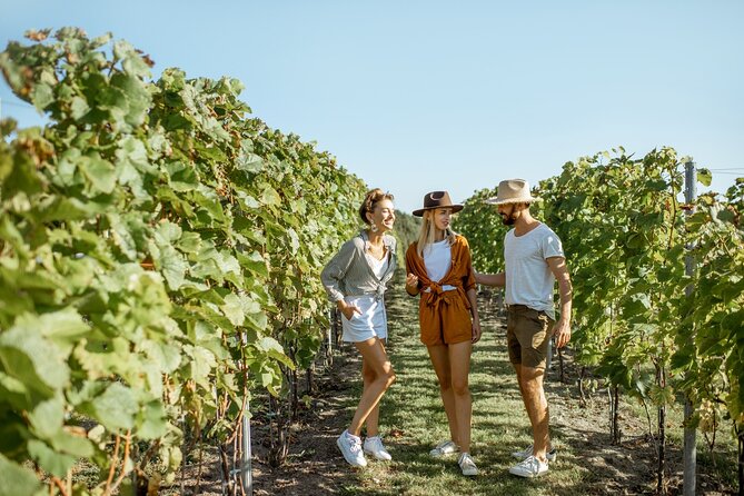 Barbaresco Wine Path: From the Old Town to the Vineyards - Vineyard Exploration