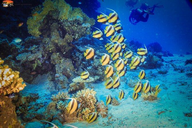 Beginners Scuba Diving 2 Stops Boat Trip With Equipments and Lunch - Hurghada - Pickup and Drop-Off