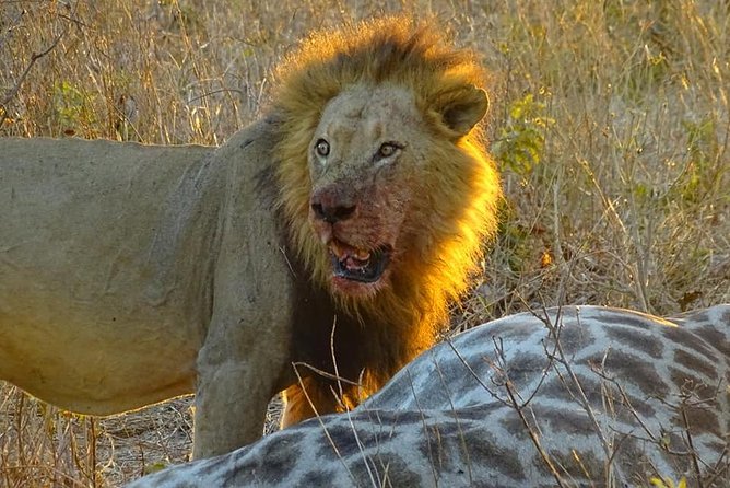 Big 5 Hwange Safari National Park Daytrip From Victoria Falls - Important Reminders