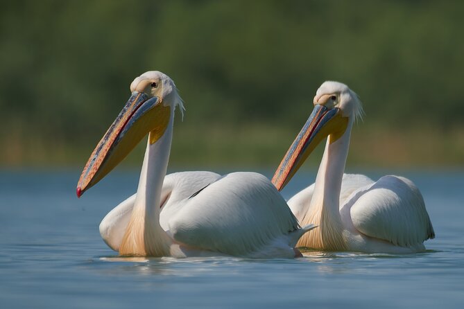 Bird Watching and Photography Private Tour Near Constanta - Accessibility and Participation