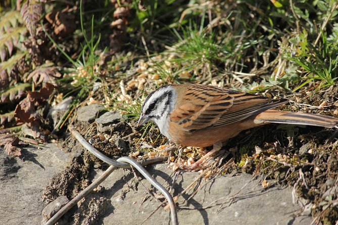 Bird-Watching Hikes Around Jibhi