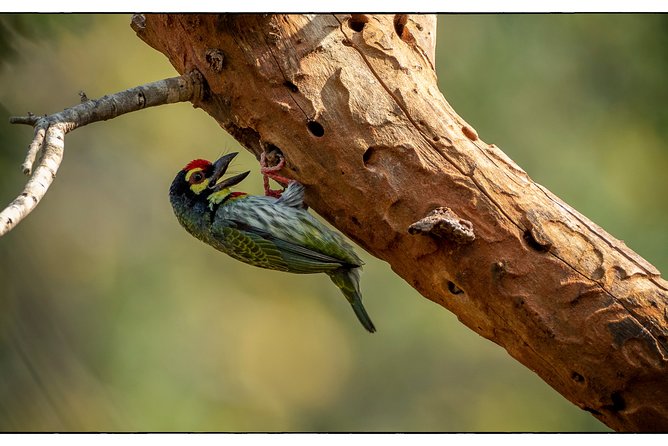 Birdwatching Safari in Udawalawe National Park From Colombo - Additional Info