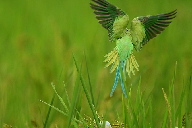 Birdwatching Walk in Thalangama Wetland From Colombo - Frequently Asked Questions
