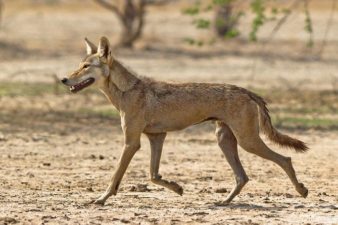 Blackbuck Safari From Rajkot - Tour Logistics and Accessibility
