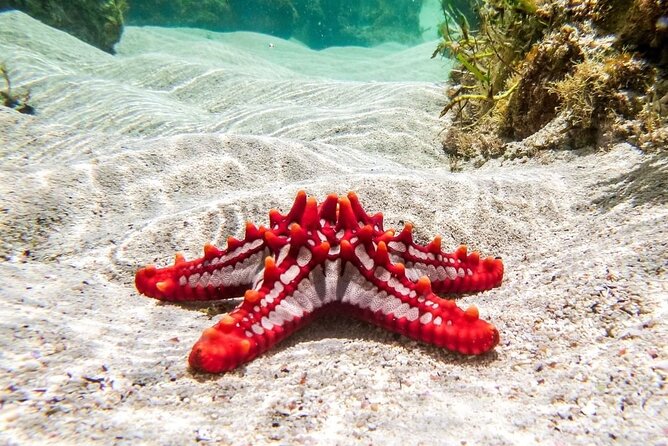 Blue Lagoon, Starfish Adventure, The Rock Restaurant, Spice Tour, Secret Garden - Booking Your Adventure