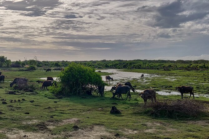 Bundala National Park Safari From Galle - Park Highlights