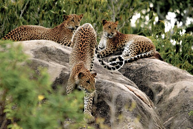 Bundala National Park Safari From Hikkaduwa - The Sum Up