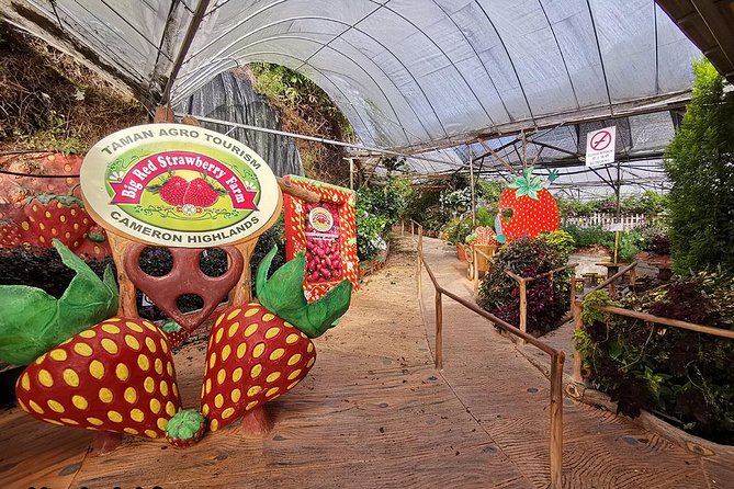 Cameron Highlands Full-Day Tour - Directions and Payment Details