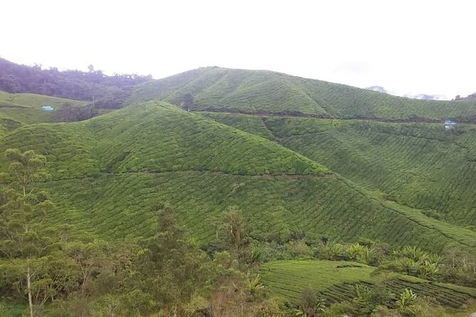 Cameron Highlands Hill Forest Walk