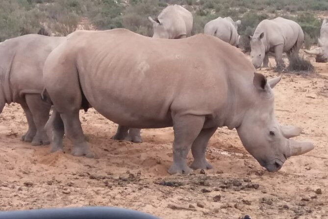 Cape Town Aquila Big Five Safari With Park Fees Transport, Lunch