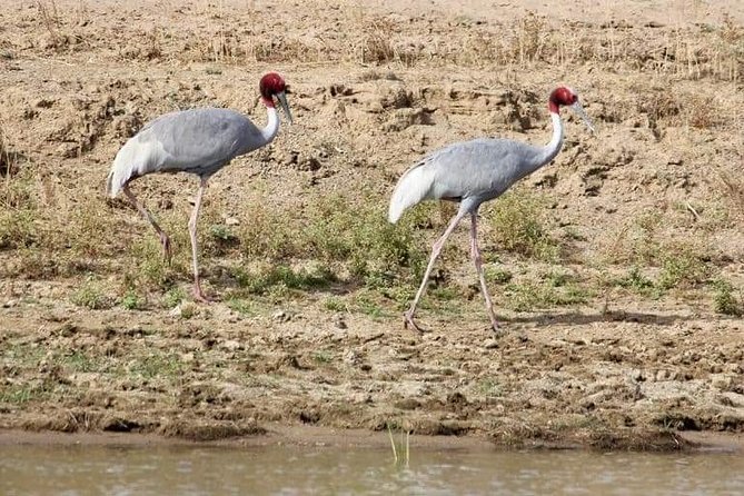 Chambal Boat Safari (Day Excursion From Agra) - Frequently Asked Questions