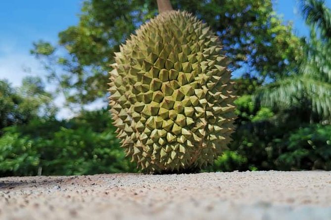 Chauffeur: Taman Negara to Singapore Van Transfer - Requirements and Restrictions