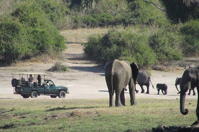 Chobe Day Trip From Livingstone - Tour Highlights