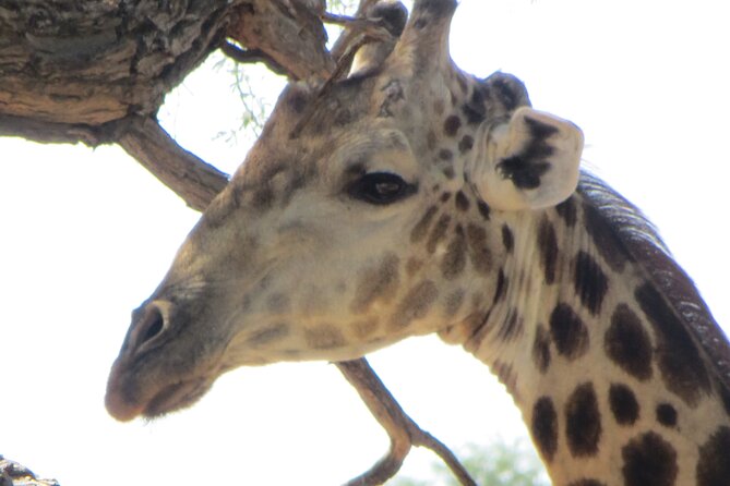 Chobe Full Day Safari Extended