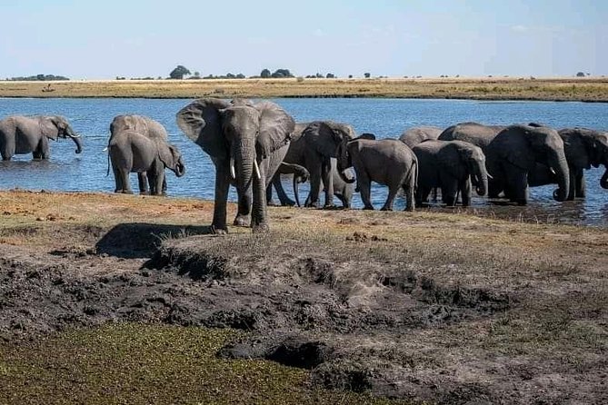 Chobe National Park Safari Day Trip From Vic Falls - Vegetarian and Special Requests