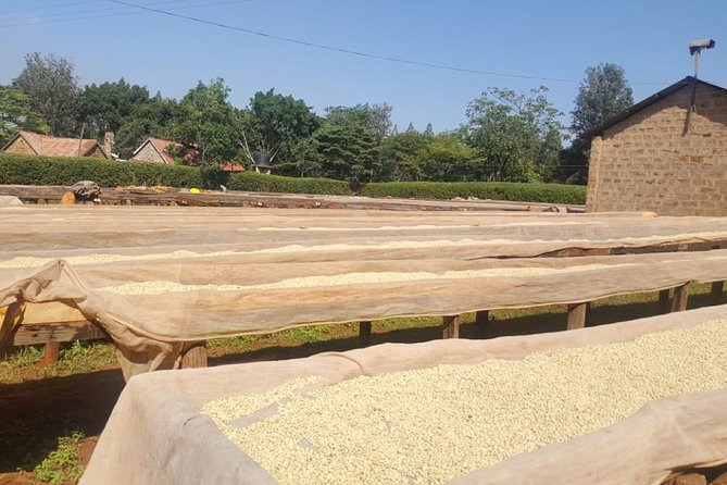 Coffee Farming Tour in Kenya
