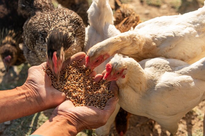 Corfu Farm Private Tour in Greece With Lunch - Pickup and Transportation