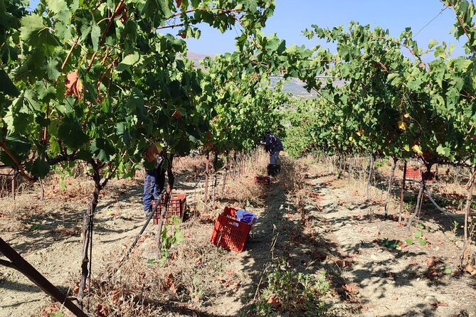 Cretan Wine Tour and Tasting With a Local Expert - Pricing and Payment Options