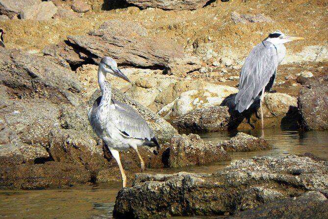 Crocodiles & Birding Trails in Chambal River From Agra - Additional Services