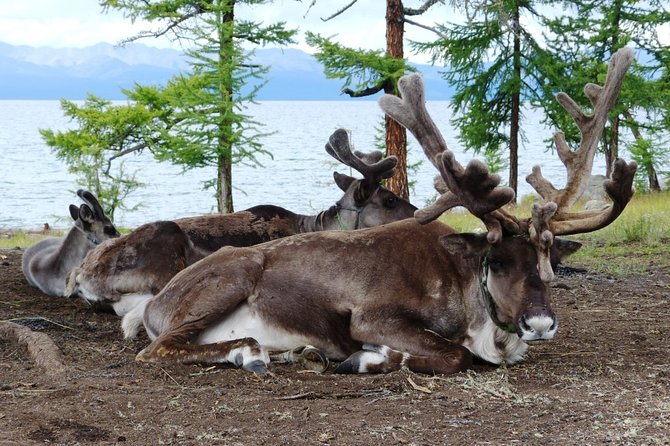 Crystal Clear Khuvsgul Lake Tour 5 Days - Cancellation Policy
