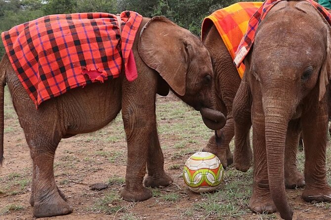 David Sheldrick Elephant Orphanage & Giraffe Center Guided Day Tour - Pickup Details