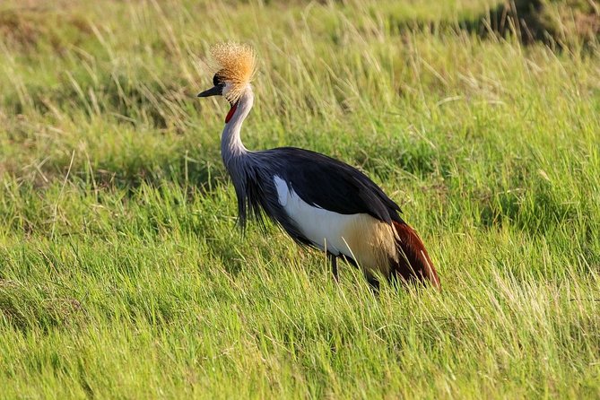 Day Safari To Nakuru National Park From Nairobi - Tips for a Memorable Experience