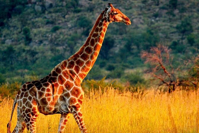 Day Safari Trip to Selous Game Reserve From Zanzibar - Booking Details