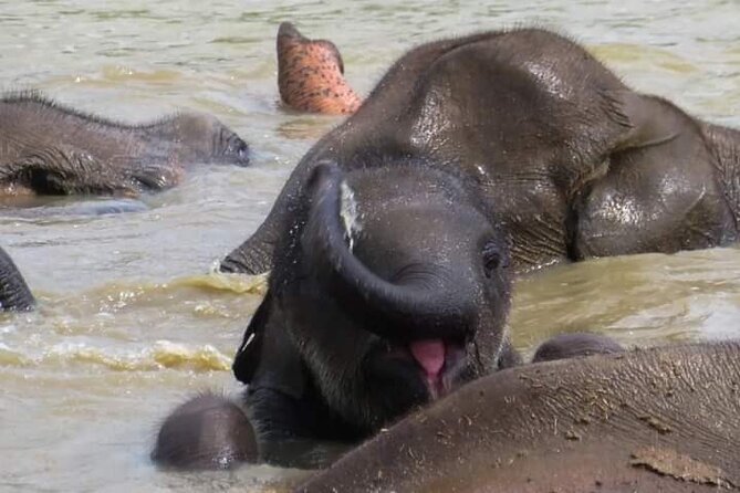 Day Tour From Colombo to Udawalawe National Park Jeep Safari - The Sum Up